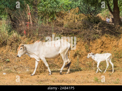 Zebu Kuh mit kleinen Kalb in einem Dorf in Rajasthan, Indien Stockfoto