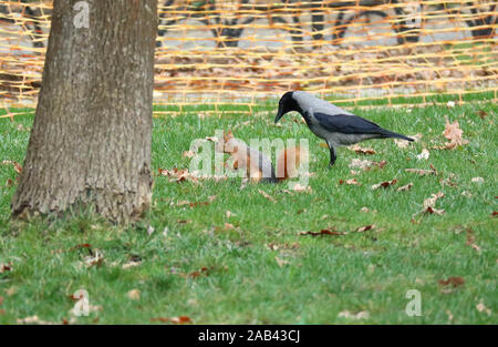 Istanbul, Türkei. 25 Nov, 2019. Ein Eichhörnchen sucht nach Essen im emirgan Park in Istanbul, Türkei, Nov. 25, 2019. Credit: Xu Suhui/Xinhua/Alamy leben Nachrichten Stockfoto