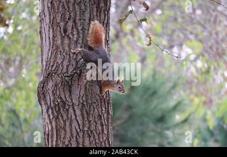 Istanbul, Türkei. 25 Nov, 2019. Ein Eichhörnchen ist emirgan Park in Istanbul, Türkei, Nov. 25, 2019 gesehen. Credit: Xu Suhui/Xinhua/Alamy leben Nachrichten Stockfoto