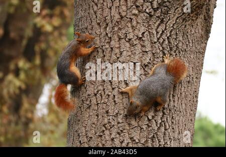 Istanbul, Türkei. 25 Nov, 2019. Eichhörnchen sind bei emirgan Park in Istanbul, Türkei, Nov. 25, 2019 gesehen. Credit: Xu Suhui/Xinhua/Alamy leben Nachrichten Stockfoto