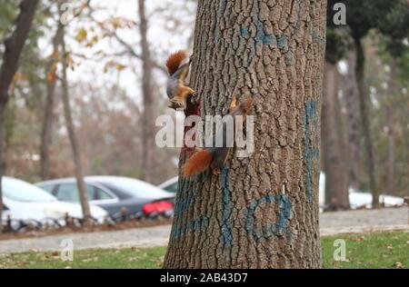 Istanbul, Türkei. 25 Nov, 2019. Eichhörnchen sind bei emirgan Park in Istanbul, Türkei, Nov. 25, 2019 gesehen. Credit: Xu Suhui/Xinhua/Alamy leben Nachrichten Stockfoto