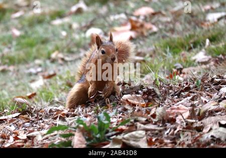 Istanbul, Türkei. 25 Nov, 2019. Ein Eichhörnchen ist emirgan Park in Istanbul, Türkei, Nov. 25, 2019 gesehen. Credit: Xu Suhui/Xinhua/Alamy leben Nachrichten Stockfoto