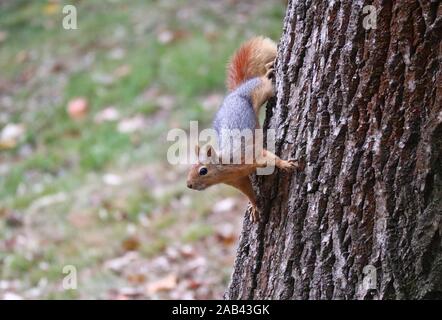 Istanbul, Türkei. 25 Nov, 2019. Ein Eichhörnchen ist emirgan Park in Istanbul, Türkei, Nov. 25, 2019 gesehen. Credit: Xu Suhui/Xinhua/Alamy leben Nachrichten Stockfoto