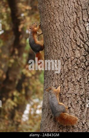 Istanbul, Türkei. 25 Nov, 2019. Eichhörnchen sind bei emirgan Park in Istanbul, Türkei, Nov. 25, 2019 gesehen. Credit: Xu Suhui/Xinhua/Alamy leben Nachrichten Stockfoto