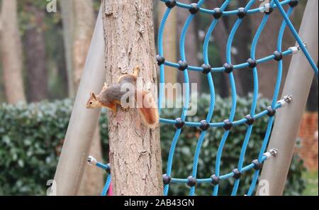 Istanbul, Türkei. 25 Nov, 2019. Ein Eichhörnchen ist emirgan Park in Istanbul, Türkei, Nov. 25, 2019 gesehen. Credit: Xu Suhui/Xinhua/Alamy leben Nachrichten Stockfoto