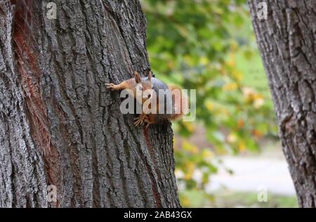 Istanbul, Türkei. 25 Nov, 2019. Ein Eichhörnchen ist emirgan Park in Istanbul, Türkei, Nov. 25, 2019 gesehen. Credit: Xu Suhui/Xinhua/Alamy leben Nachrichten Stockfoto
