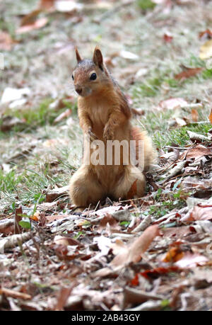 Istanbul, Türkei. 25 Nov, 2019. Ein Eichhörnchen ist emirgan Park in Istanbul, Türkei, Nov. 25, 2019 gesehen. Credit: Xu Suhui/Xinhua/Alamy leben Nachrichten Stockfoto
