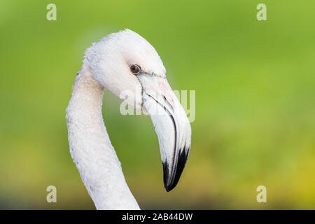 Porträt eines chilenischen Flamingo vor einem grünen Hintergrund erfasst. Stockfoto