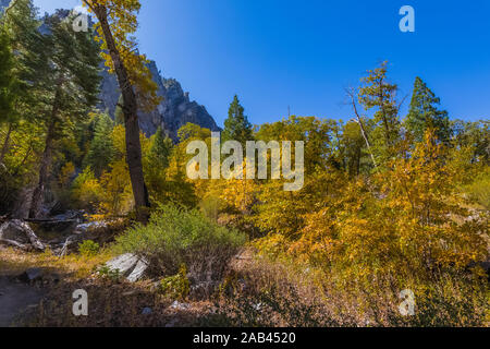 Herbst Farben entlang der Zumwalt Wiese Loop in der Cedar Grove Gegend von Kings Canyon National Park, Kalifornien, USA Stockfoto