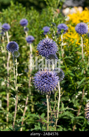 Die veitch Blau. Echinops ritro. Sommer mehrjährig. Schottischen Schloss Garten. Dirleton, Schottland Stockfoto