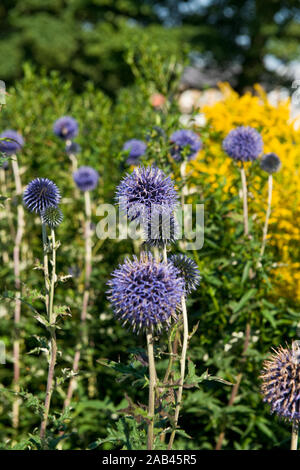 Die veitch Blau. Echinops ritro. Sommer mehrjährig. Schottischen Schloss Garten. Dirleton, Schottland Stockfoto