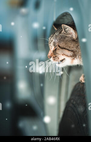 Eine Katze schlafen und unter Schutz auf einem Reifen eines Autos an einem verschneiten Tag im Winter. Stockfoto