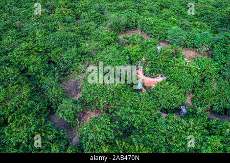 Luftbild der Bauern ernten Kaffeebohne in der Farm, Buon Me Thuot, Vietnam Stockfoto
