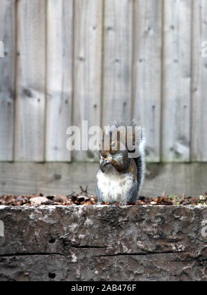 Ein Foto von einem Eichhörnchen essen Eicheln in einem natürlichen Garten. Natur, Wald, Wald Umwelt. Wildlife Fotografie Stockfoto