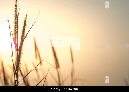 Wiese Blumen im Frühjahr sonnig frischen Morgen. Jahrgang Herbst Landschaft. Vintage Foto und Abstrakte verschwommenen Hintergrund. Wiese im Sonnenuntergang warmes Licht. Stockfoto