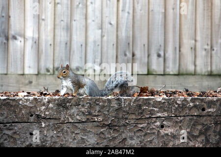 Ein Foto von einem Eichhörnchen essen Eicheln in einem natürlichen Garten. Natur, Wald, Wald Umwelt. Wildlife Fotografie Stockfoto