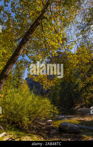 Kalifornien schwarz Eiche Quercus kelloggii, in der Cedar Grove Bereich entlang der Kings River im Kings Canyon National Park, Kalifornien, USA Stockfoto