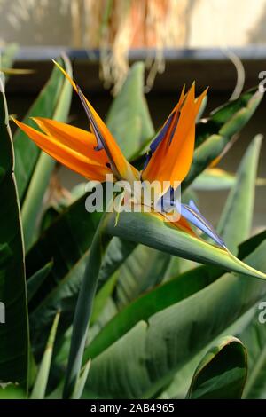 Paradiesvogel Blume, Steiitziaceae, grünes Haus, Orangeries, I von W, Isle of Wight Stockfoto