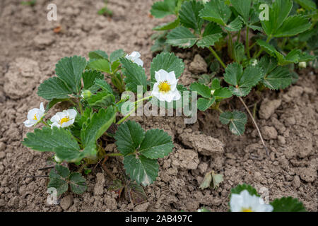 Pflanzen der blühenden Erdbeeren auf Betten im Frühling Garten. eine Erdbeere Sämling im Frühjahr in Bulgarien. Stockfoto