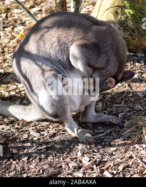 Dusky Pademelon Stockfoto