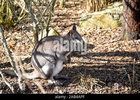 Dusky Pademelon Stockfoto