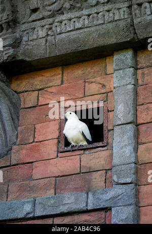 Pied imperial pigeon Stockfoto