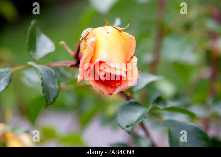 Ein Blick von der Art rose Pat Austin, es eine helle Kupfer orange gefärbt, intensiv duftenden English Rose. Stockfoto