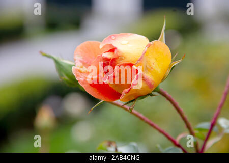 Ein Blick von der Rose Pat Austin, Es ist ein heller Kupfer orange gefärbt, intensiv duftenden English Rose. Stockfoto