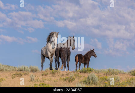 Wilde Pferde in Sand Wash Basin Colorado im Sommer Stockfoto