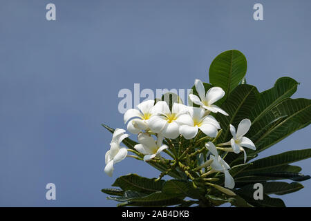 Frangipani Zweig mit weißen Blüten und blauer Himmel - Plumeria obtusa Singapur Friedhof Blume, Kopieren, duftenden Temple Tree, Nahaufnahme, Pattaya Stockfoto