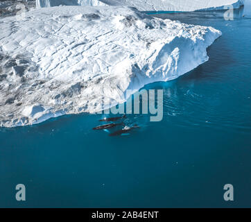 3 Buckelwal Tauchen in der Nähe von Ilulissat unter Eisbergen. Die Quelle wird von der Jakobshavn Gletscher. Die Quelle der Eisberge ist eine globale Erwärmung und Stockfoto