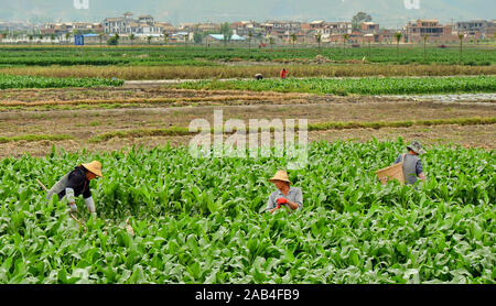 Bauern, die in Maisfeldern in Dali, Provinz Yunnan, China arbeiten. Stockfoto