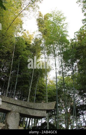 Park einer shinto Tempel (shoren-in) in Kyoto (Japan) Stockfoto