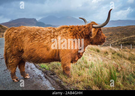 Schottisches Hochlandrind Kuh in Feld mit großen Hörnern und lange Haare, Schottland. Stockfoto