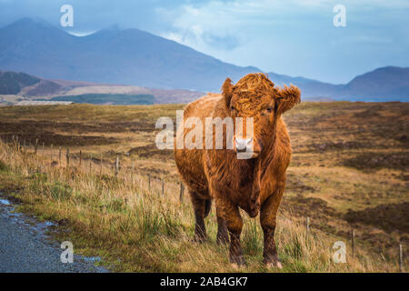 Braun Schottisches Hochlandrind Kuh in Feld mit langen Haaren, Schottland. Stockfoto