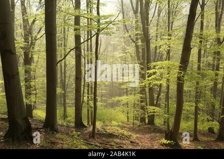 Feder Buchenwälder in einem Naturschutzgebiet mit Hintergrundbeleuchtung von der aufgehenden Sonne. Stockfoto
