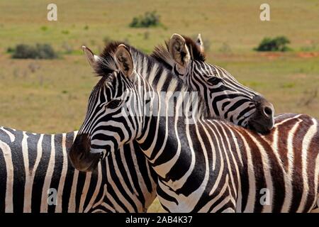 Cape mountain Zebras (Equus zebra Zebra), zwei Erwachsene Zebras, soziales Verhalten, Mountain Zebra National Park, Eastern Cape, Südafrika Stockfoto