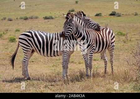 Cape mountain Zebras (Equus zebra Zebra), zwei Erwachsene Zebras, soziales Verhalten, Mountain Zebra National Park, Eastern Cape, Südafrika Stockfoto