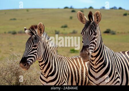 Cape mountain Zebras (Equus zebra Zebra), zwei Zebras, Erwachsener, Tier Portrait, Mountain Zebra National Park, Eastern Cape, Südafrika Stockfoto