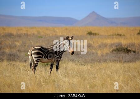 Cape Mountain Zebra (Equus zebra Zebra), Erwachsener, in trockenen Landschaft, Mountain Zebra National Park, Eastern Cape, Südafrika Stockfoto