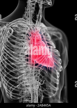 3D-gerenderte medizinisch genauen Abbildung des menschlichen Herzens Stockfoto