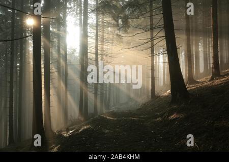 Trail durch den Nadelwald in den Bergen kurz nach Sonnenaufgang. Stockfoto