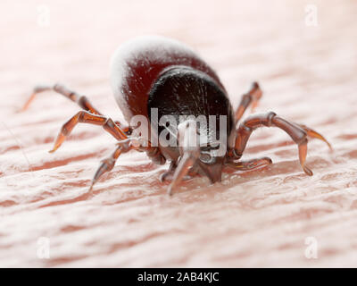 3D-gerenderte Abbildung: die Zecke in die menschliche Haut beißen Stockfoto