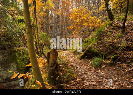 Herbst Wald rund um den Mont Saint Odile in den Vogesen in Frankreich Stockfoto