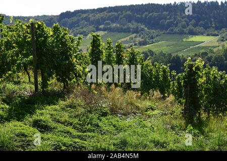 Weinberge im Moseltal in der Nähe von Zell Stockfoto