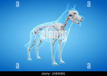 Gerenderten 3D-Anatomie Illustration der Hunde Stockfoto