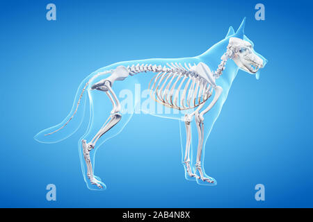 Gerenderten 3D-Anatomie Illustration der Hunde Stockfoto