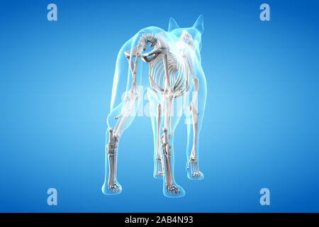 Gerenderten 3D-Anatomie Illustration der Hunde Stockfoto