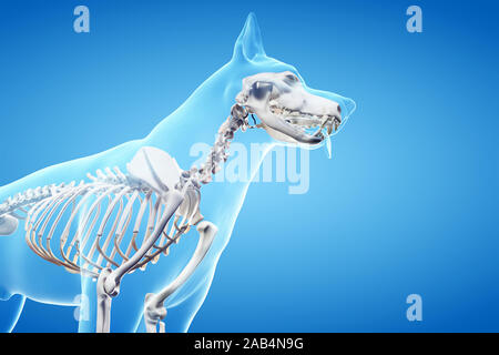 Gerenderten 3D-Anatomie Illustration der Hunde Stockfoto