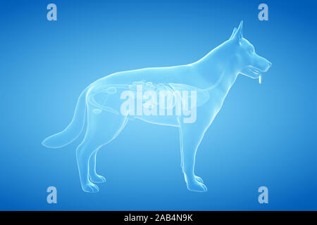 Gerenderten 3D-Anatomie Illustration der Hunde Stockfoto